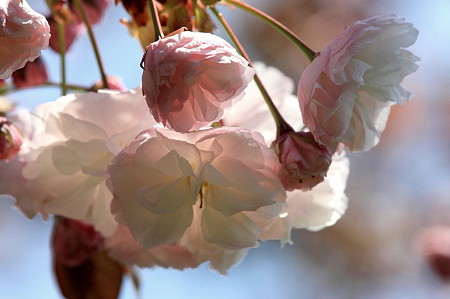 2011.04.20　和泉川　八重桜