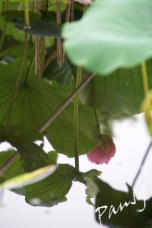 水面の逆さ蓮・・