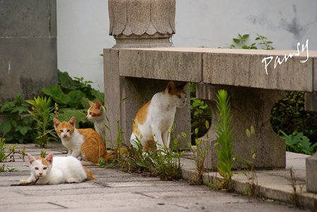 ママと・・仔猫たち・・1