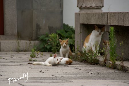 ママと・・仔猫たち・・2