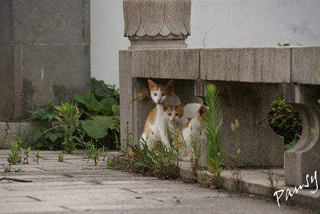 ママと・・仔猫たち・・3