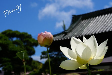 青空と・・蓮と・・本覚寺 1