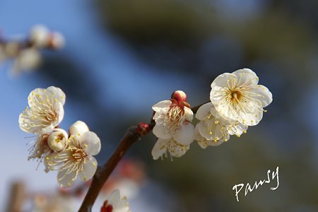 池上さんぽ~6