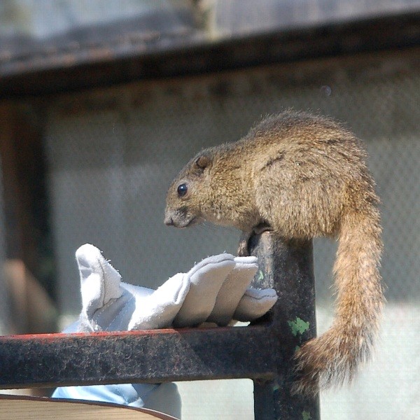 岐阜公園の手乗りリス 写真共有サイト フォト蔵