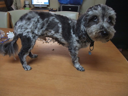アンバランスな犬