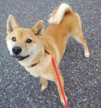 6ヶ月の仔犬ちゃん