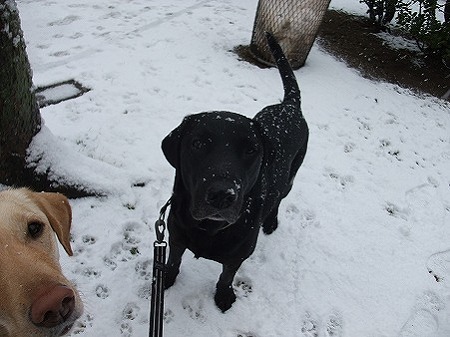 雪ボール欲しいか?!