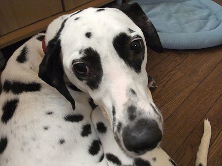 見張り犬です