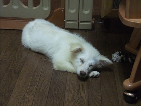 わたし、眠ります・・・