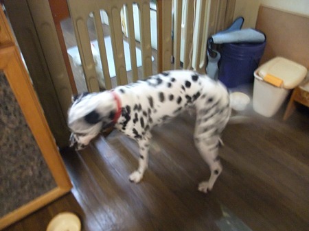 犬と遊びたいウィル