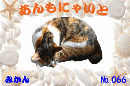 みかんちゃん640×426