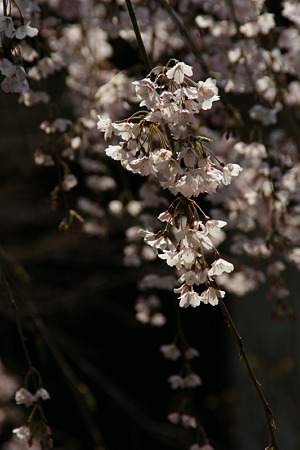 早咲きの枝垂桜 (110402)