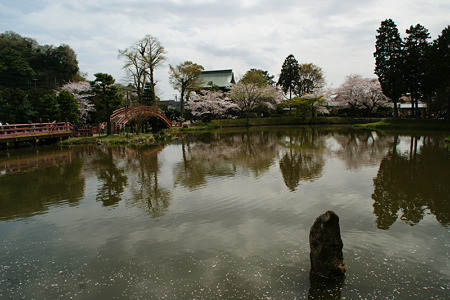 心字池に写りこむ桜風景!(110410)