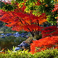 Photos: 昭和記念公園　日本庭園　紅葉