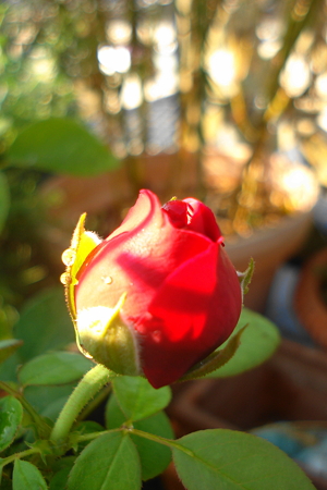 DSC01392