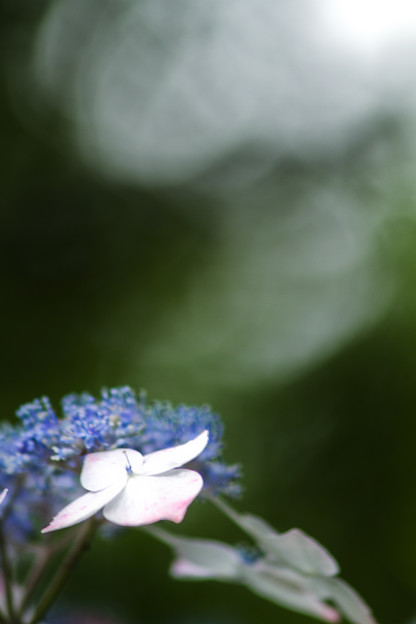 魔王が住む花