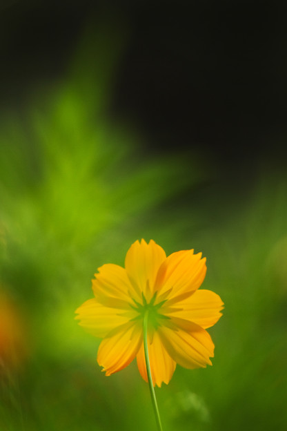 花の闘志
