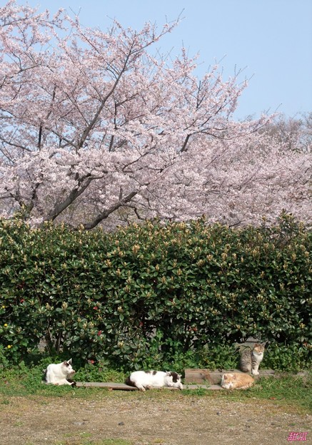猫に桜