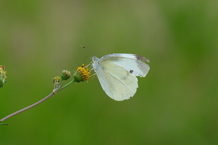 P1000647
