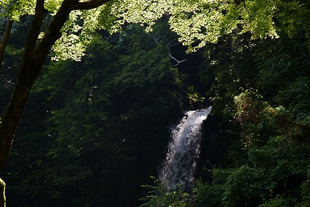 養老の緑
