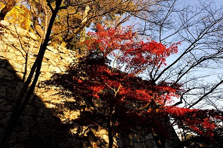1011231552_DSC_4854