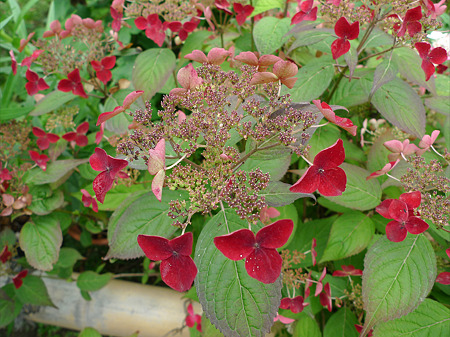 筥崎宮ゆり園~山紫陽花?(2)