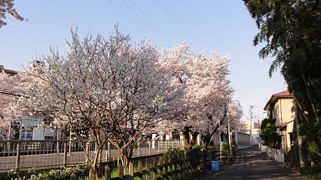 日向の桜　日陰の花桃