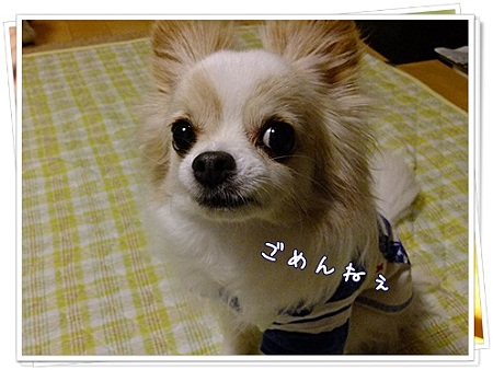 ごめんね