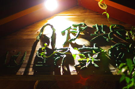 IMGP1351