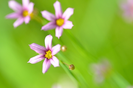 野に咲く花火