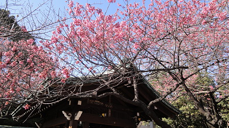 品川宿 荏原神社 寒桜満開