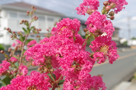 百日紅の花　PENTAX K-m